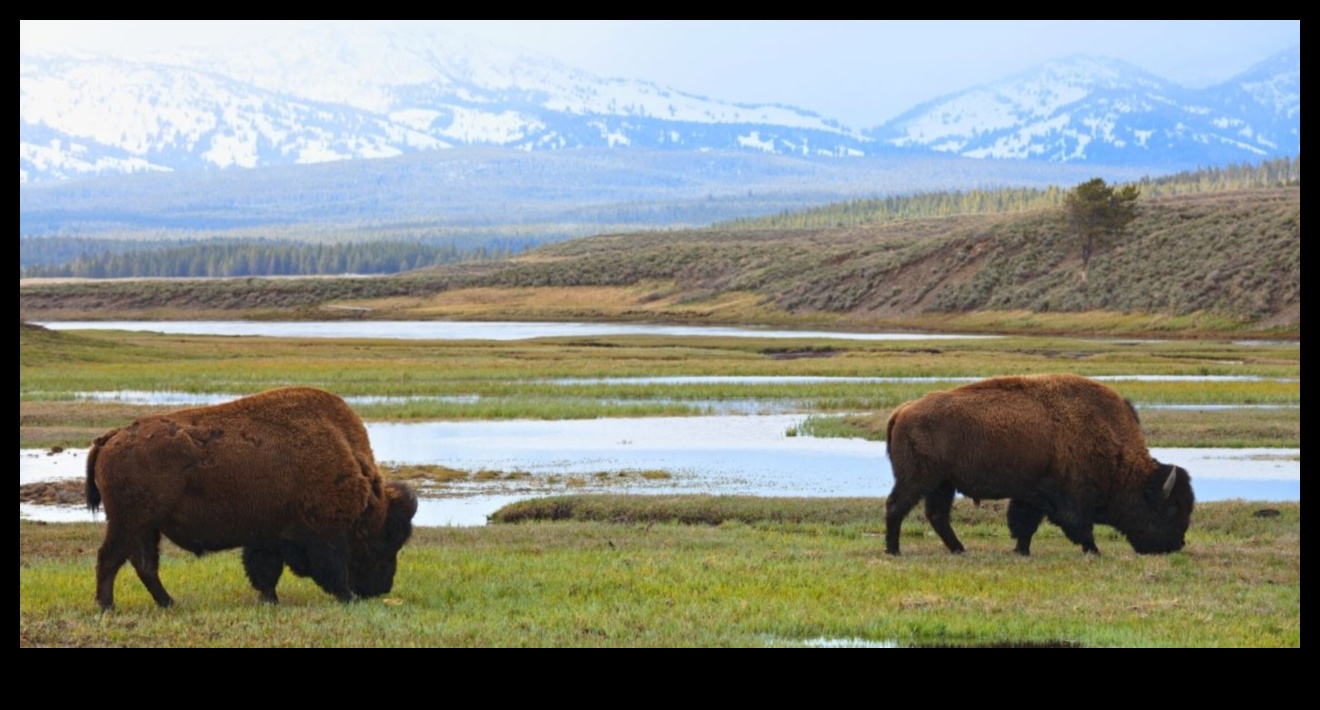 ما هو الدور الذي تلعبه المتنزهات الوطنية في الحفاظ على المناظر الطبيعية؟